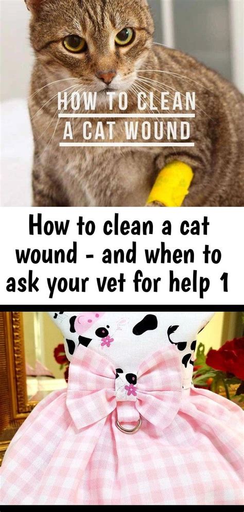 clean  cat wound      vet    cat