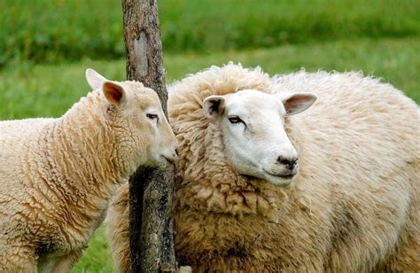 schapen spreekwoorden en citaten