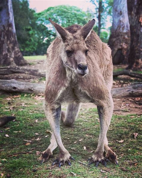 check out this male kangaroo doesn t he look super macho