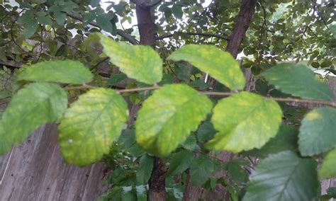 Cedar Elm Leaf Problem Ask Extension