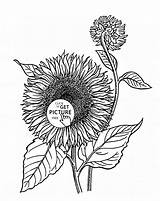 Coloring Sunflower Sunflowers Wuppsy sketch template