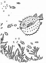 Coloring Fish Puffer Pages Blowfish Deep Sea Amazing sketch template