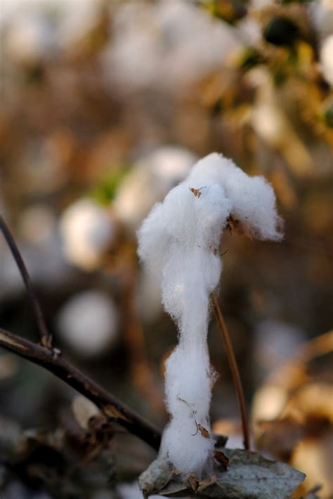 cotton exploding jmwk flickr