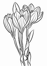 Crocus Coloring Drawing Drawings Printable Getcolorings Showy Autumn Pages Flower Paintingvalley Supercoloring sketch template