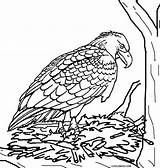 Eagle Coloring Pages Falcon Peregrine Baby Printable Kids Cool2bkids Print Little Eagles Getcolorings Birds Color Col sketch template