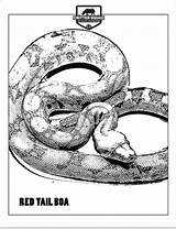 Coloring Pages Boa Snake Red Tail Crittersquad Colouring Reptile Tailed Party sketch template