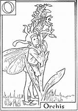Fairies Orchis Mary Barker Cicely Fadas Colorir Tresor Momes Feerique Desenhos Mandalas Kleurplaten Imprimer sketch template