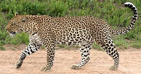 leopard information interesting facts  leopards including habitat diet hunting