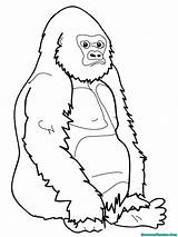 Gorila Mewarnai Ape Melebar Buku Posisi Memanjang Diatas sketch template
