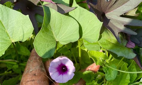 grow sweet potatoes  fun beauty  great nutrition ut gardens