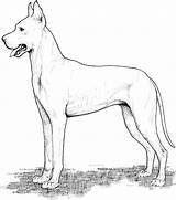 Coloring Dog Pages Breed Dane Great sketch template