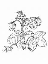 Coloring Strawberry Colorare Erdbeere Disegni Fragola Strawberries Fragole Malvorlagen Frutta Malvorlage Erdbeeren Bambini Piante Bildergebnis Pagine Disegnare Ausmalen Ausdrucken Sonnenblumen sketch template