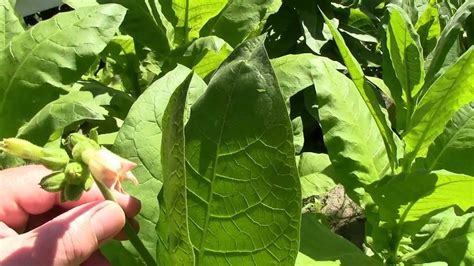 growing tobacco harvest  drying youtube