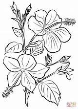 Hibiscus Coloring Pages Flowers Drawing Printable Chinese Wood Patterns Burning Yellow sketch template
