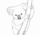 Koala Baby Coloring Pages Bear Colouring Getdrawings sketch template
