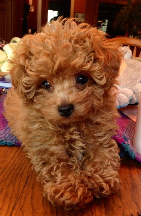 red standard poodle puppies  sale