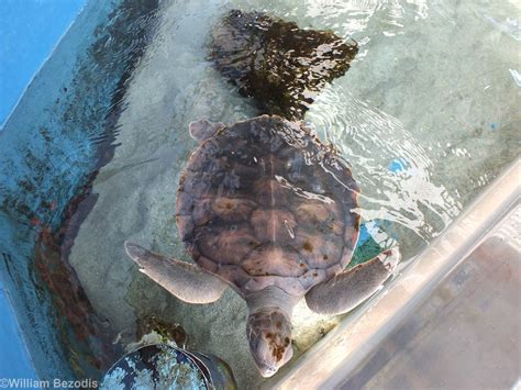 flatback sea turtle zoochat