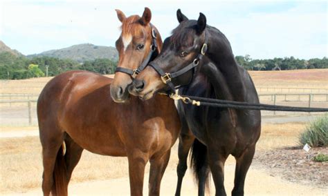 morgan horses  sale show horses breeding stock foals dressage sport  family morgans