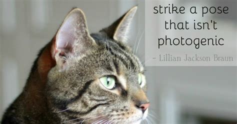Athena Cat Goddess Wise Kitty Wordless Wednesday Cat Quote Photogenic