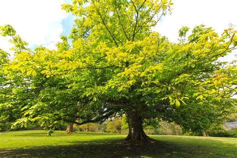 scientists  save american chestnut tree  genetic engineering