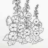 Florals Hollyhock Handdrawn Botanical Drawing Coloring Adult Hollyhocks Lovely sketch template
