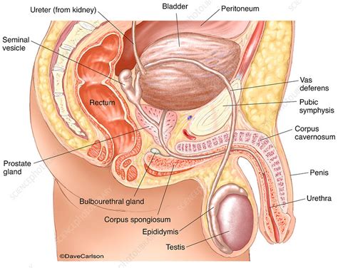 Male Reproductive System Labelled Illustration Stock