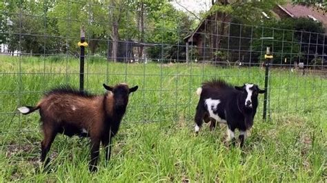 easy steps  raising backyard goats successfully