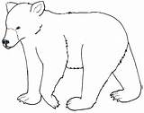 Bear Drawing Easy Cartoon Polar Coloring Outline Clipart Pages Getdrawings Wombat Drawings Cliparts Teddy Outlines Animals Koala Line Print Color sketch template