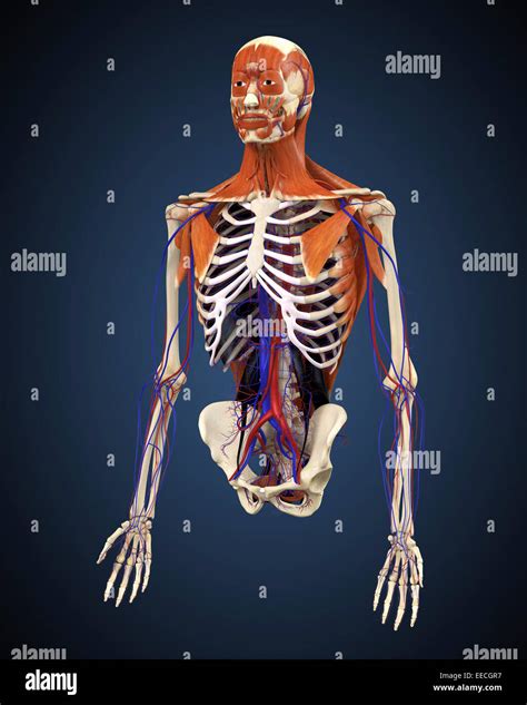 haut du corps humain montrant les os les muscles  le systeme