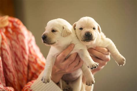 guide dog puppies   open  eyes