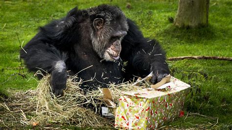 kerstpakketten voor de apen  beekse bergen nos