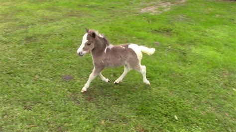 sold miniature horse  sale dent  sparky  filly foal youtube