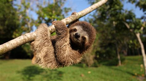 Bbc One Minnie The Sloth Hanging Out Nature S Miracle Orphans