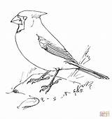Cardinal Bird Cardinals Supercoloring Nothern Designlooter sketch template