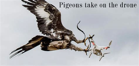 pigeons    drone drones  drone pigeon bald eagle
