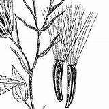 Ageratina Altissima Snakeroot Robins King sketch template