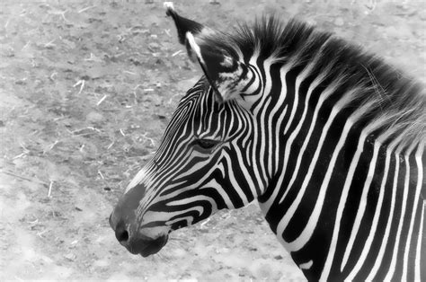 zebra digifoto starter