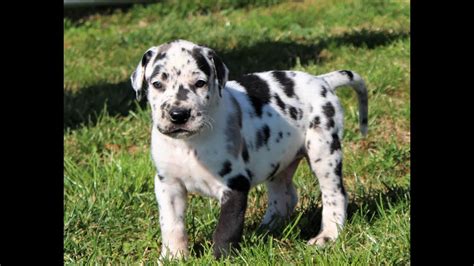 Great Dane Puppies For Sale Youtube