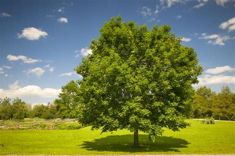 maple tree varieties diseases care savatree