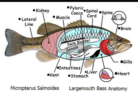 largemouth bass anatomy      usangler