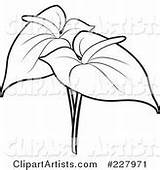 Anthurium Outline Coloring Flowers Two Vector Perera Lal Clipart Tikiri Featured sketch template