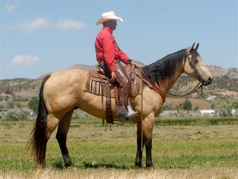 featured horse wyoming quarter horse ranch cavvysavvycom   working horses