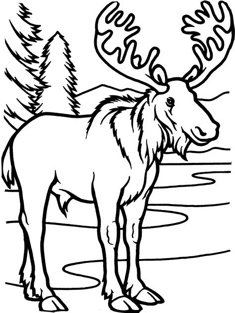 printable moose coloring pages  kids