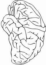 Hersenen Colorear Cerebro Kleurplaat Cervello Disegno Schoolplaten sketch template