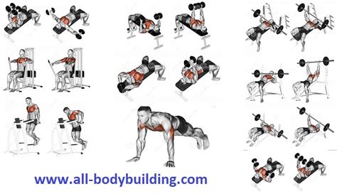 exercises  develop  mighty chest fast multiple fitness