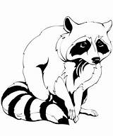 Raccoon Coloring Pages Clipart Racoon Outline Printable Raccoons Common Drawing Drawings Template Sketch Categories sketch template