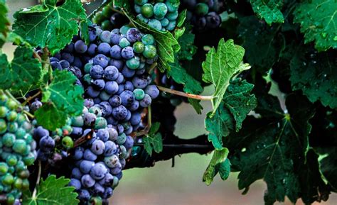 wine grapes  table grapes wine grapes wines