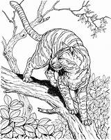 Tiger Coloring Pages Printable Animals Tree Wildlife Jungle sketch template