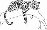 Jaguar Jaguars Giaguaro Stampare Raskrasil sketch template