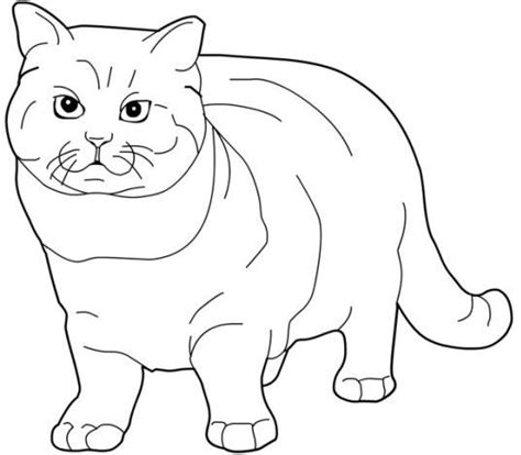 pin  favorite cat colouring pages